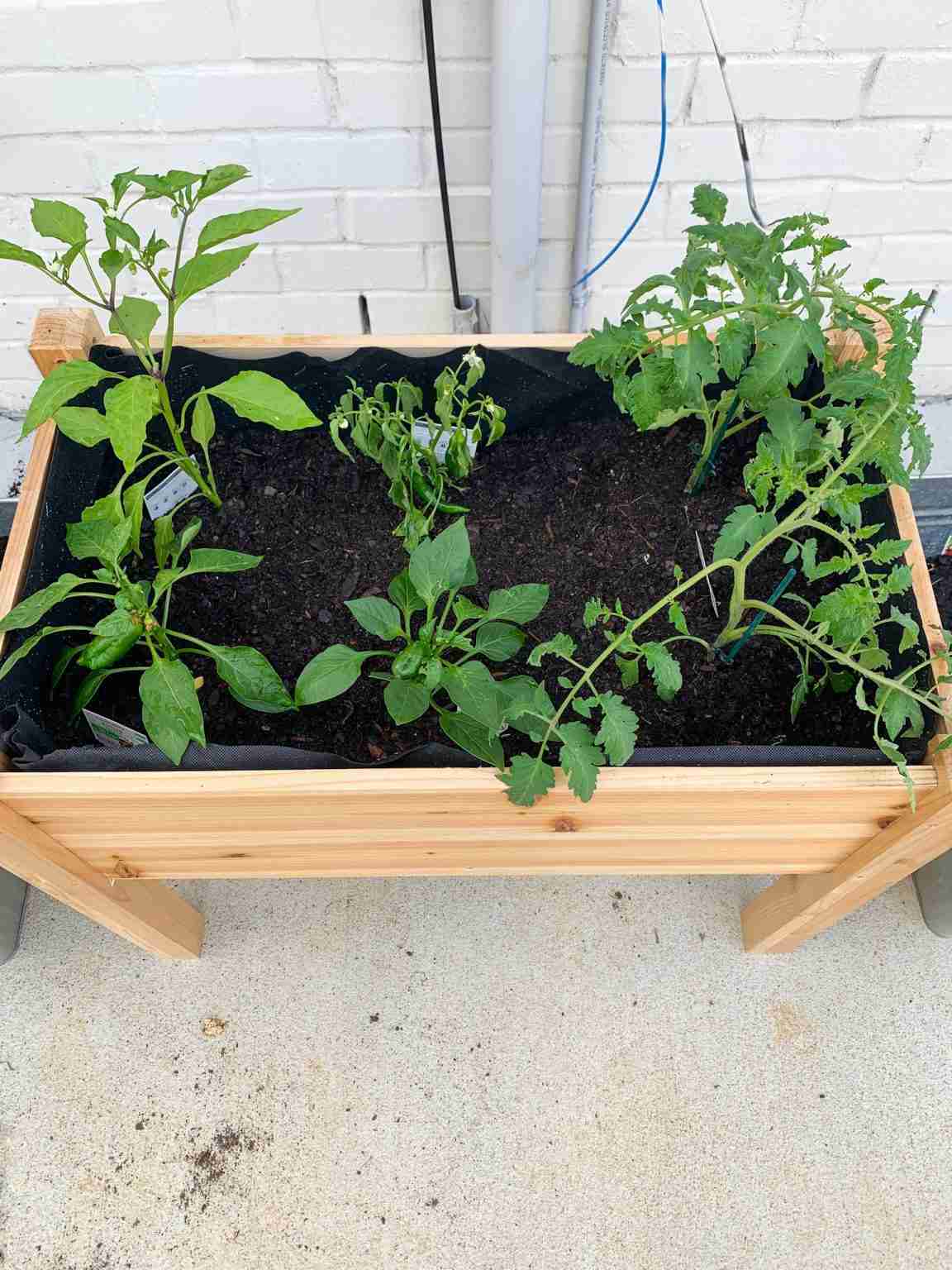 Best Container Garden Guide (Affordable + RenterFriendly)