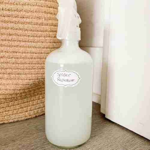 bottle of spray labeled for spiders