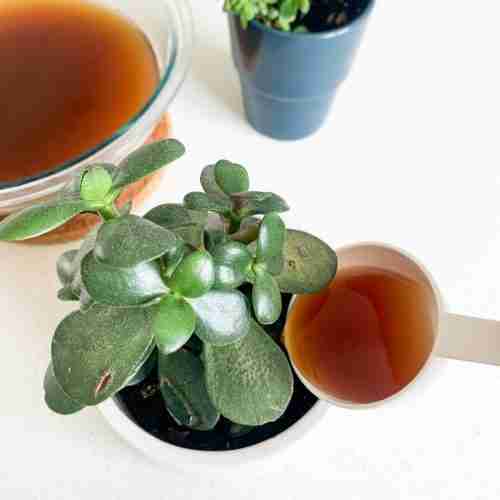 houseplant fertilizer