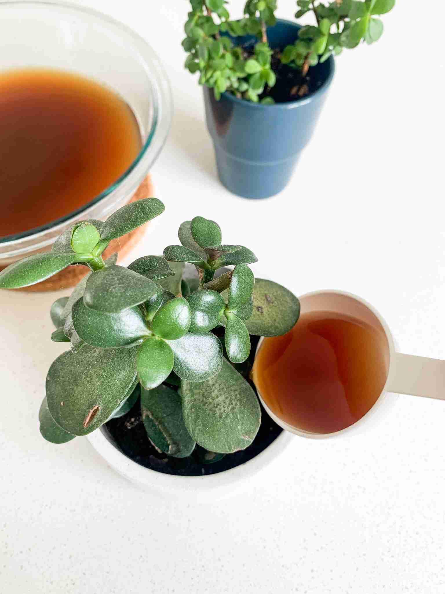 houseplant fertilizer