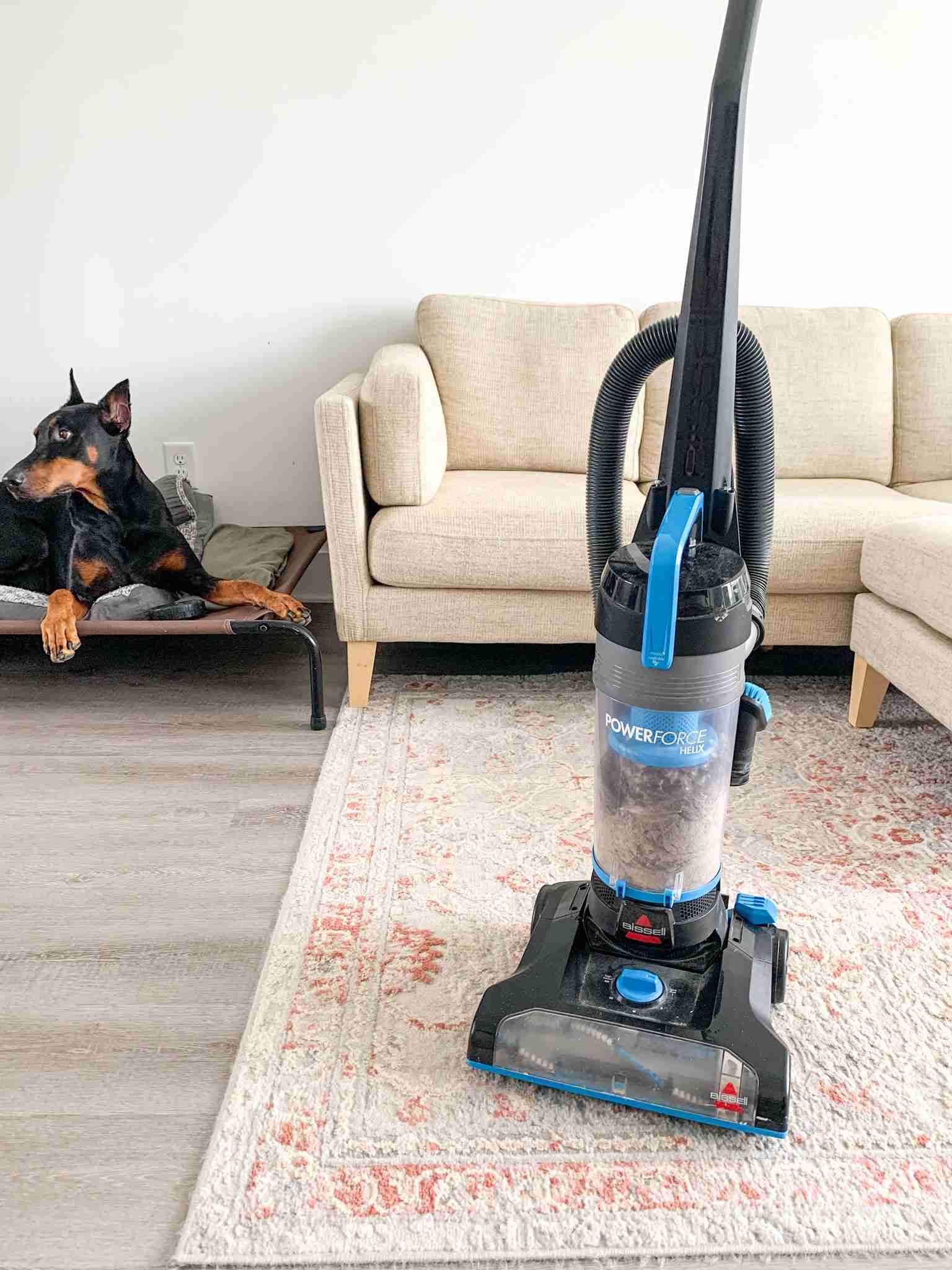 How To Manage Dog Fur for a Clean Home