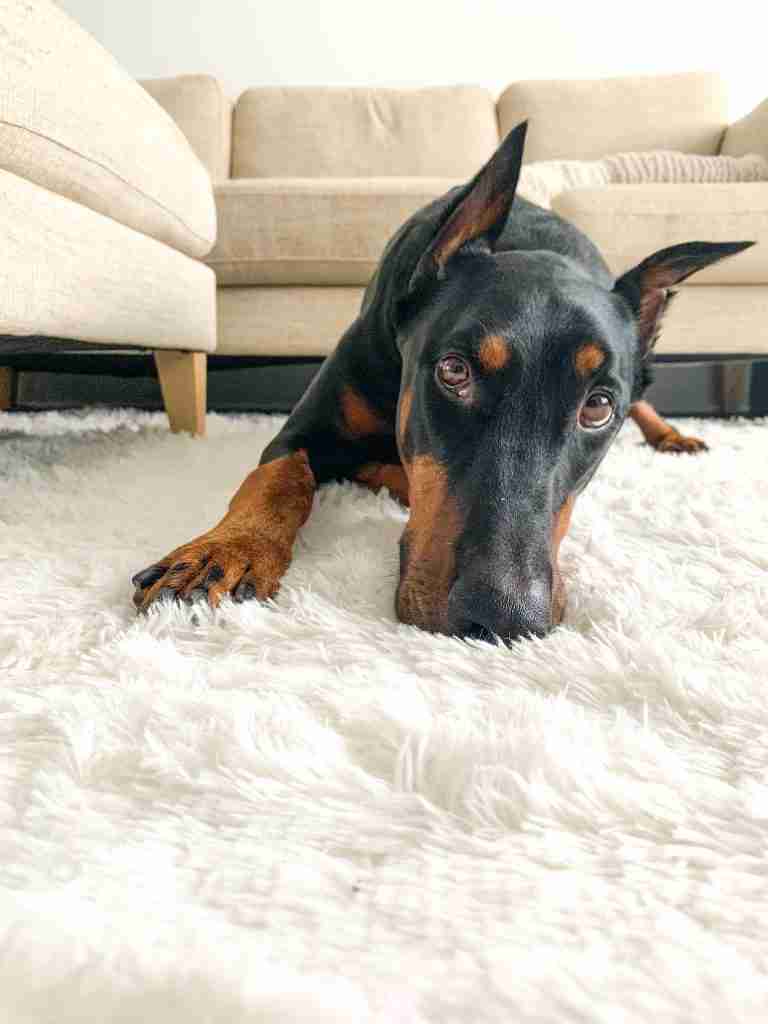 doberman pinscher laying on a rug in a living room